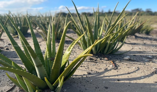 ALOE