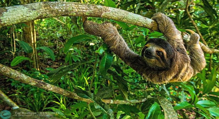 Sloth can be spotted in the property