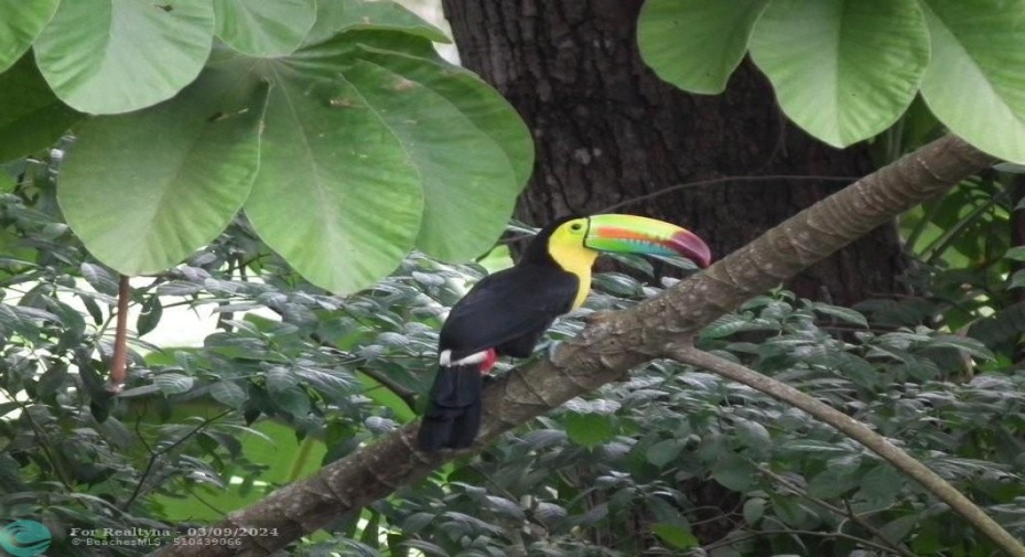 toucan bird can be spotted in the property