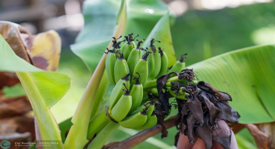 Banana Tree