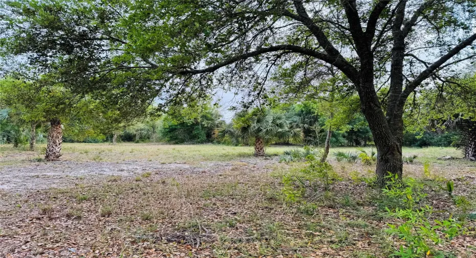 Beautiful Oaks throughout